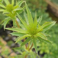 Eryngium amethystinum